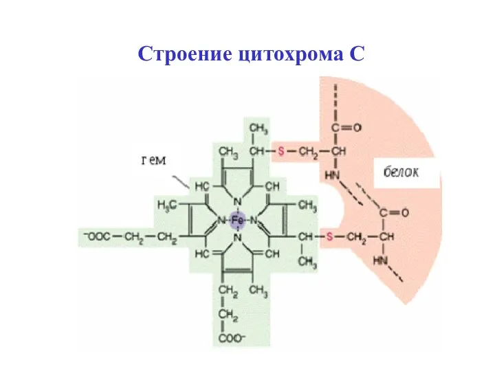 Строение цитохрома С