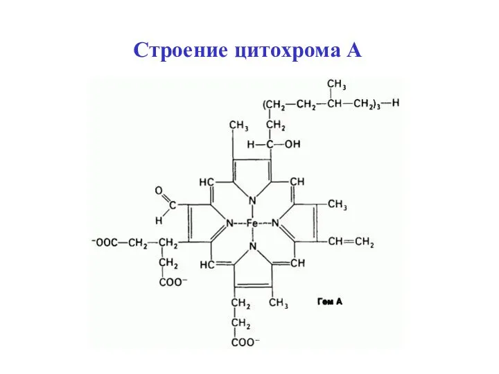 Строение цитохрома А