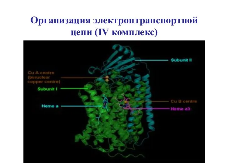 Организация электронтранспортной цепи (IV комплекс)