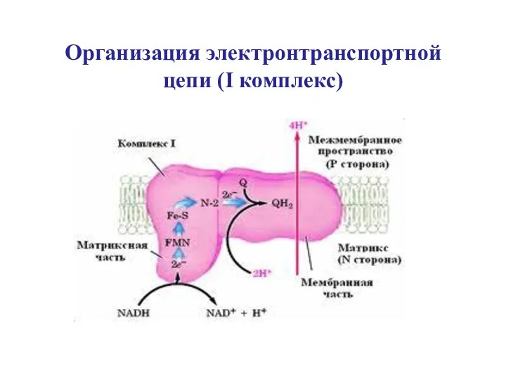 Организация электронтранспортной цепи (I комплекс)