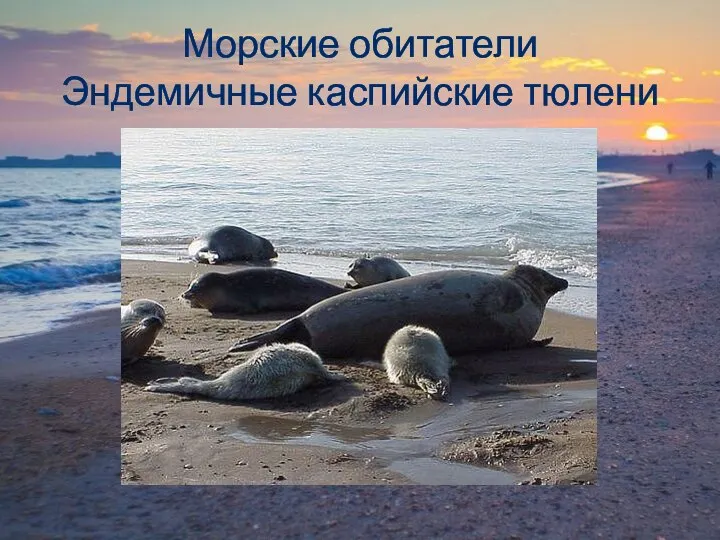 Морские обитатели Эндемичные каспийские тюлени