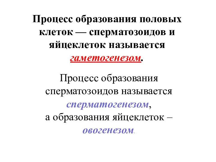 Процесс образования половых клеток — сперматозоидов и яйцеклеток называется гаметогенезом. Процесс