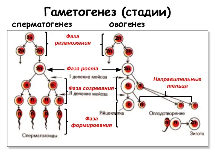 Гаметогенез (стадии) сперматогенез овогенез Фаза размножения Фаза роста Фаза созревания Направительные