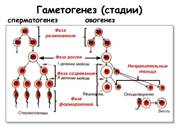 Гаметогенез (стадии) сперматогенез овогенез Фаза размножения Фаза роста Фаза созревания Направительные