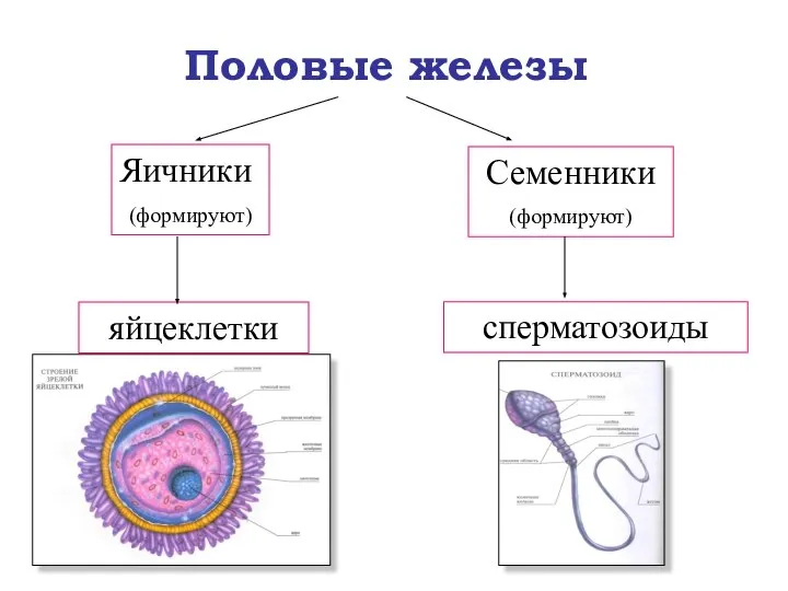 Половые железы Яичники (формируют) Семенники (формируют) яйцеклетки сперматозоиды