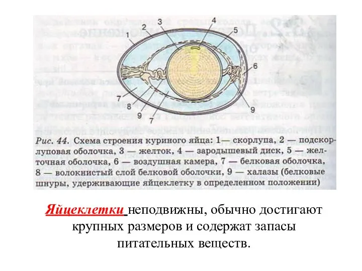 Яйцеклетки неподвижны, обычно достигают крупных размеров и содержат запасы питательных веществ.