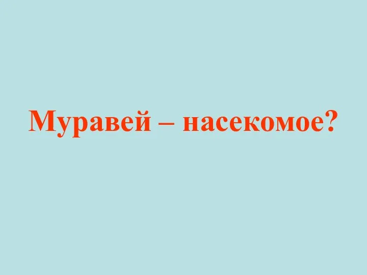 Муравей – насекомое?