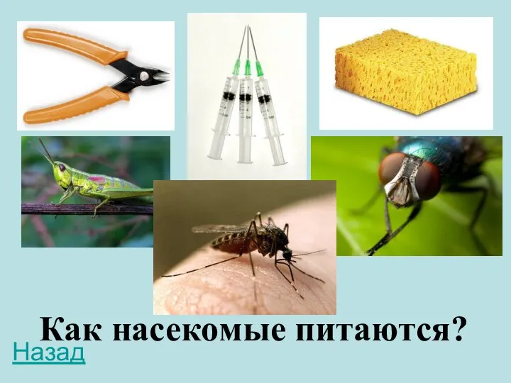 Как насекомые питаются? Назад