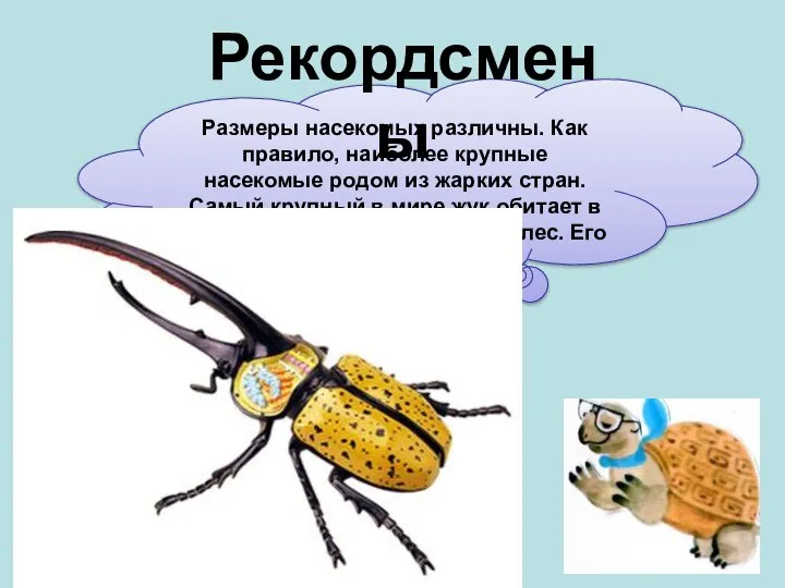 Размеры насекомых различны. Как правило, наиболее крупные насекомые родом из жарких