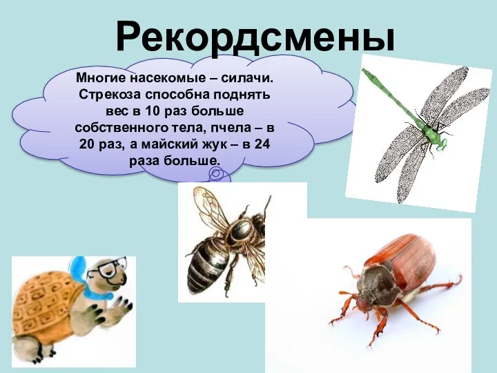 Многие насекомые – силачи. Стрекоза способна поднять вес в 10 раз