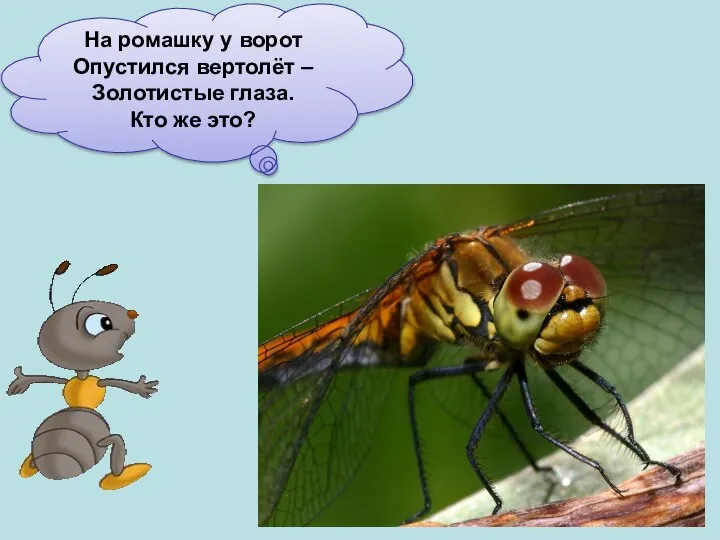 На ромашку у ворот Опустился вертолёт – Золотистые глаза. Кто же это?