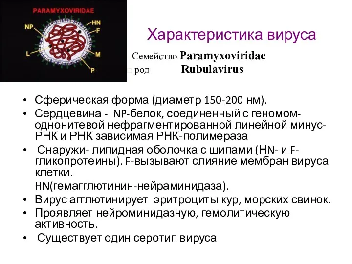 Характеристика вируса Сферическая форма (диаметр 150-200 нм). Сердцевина - NP-белок, соединенный