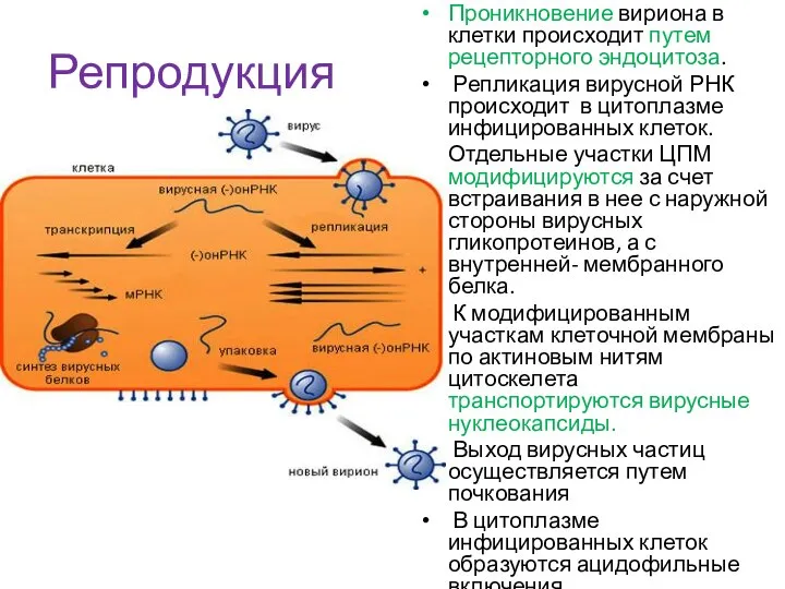 Репродукция Проникновение вириона в клетки происходит путем рецепторного эндоцитоза. Репликация вирусной