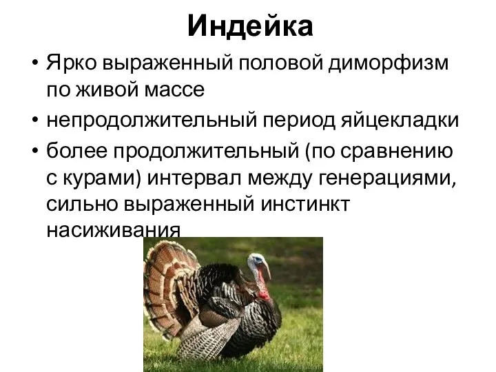 Индейка Ярко выраженный половой диморфизм по живой массе непродолжительный период яйцекладки