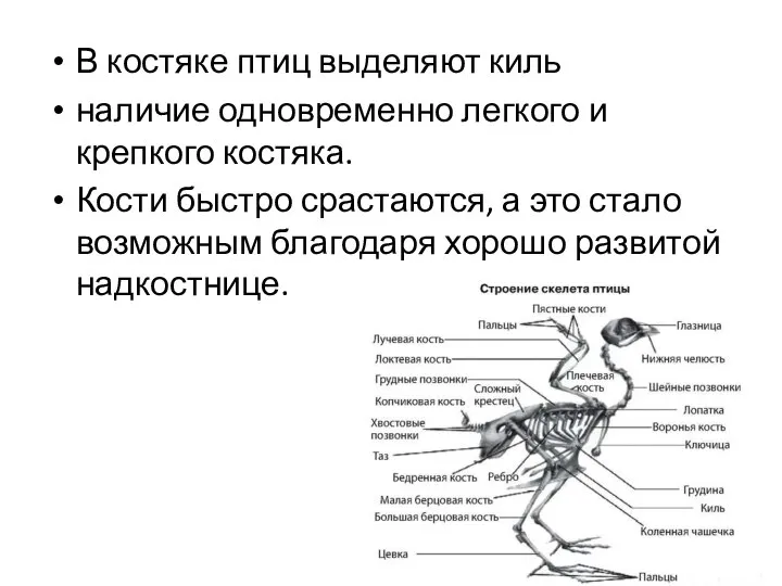 В костяке птиц выделяют киль наличие одновременно легкого и крепкого костяка.