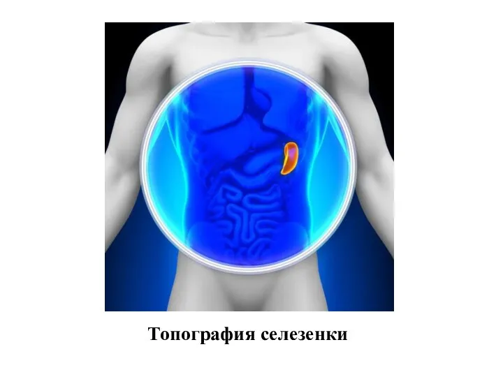 Топография селезенки