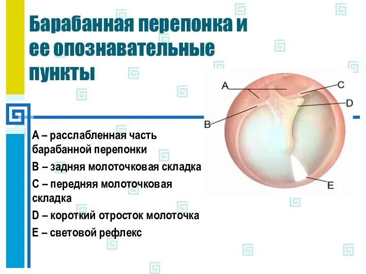 Барабанная перепонка и ее опознавательные пункты A – расслабленная часть барабанной