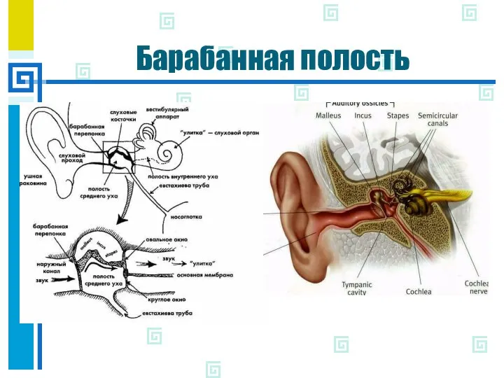 Барабанная полость