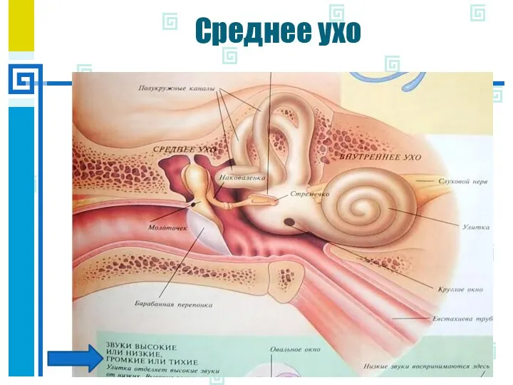 Среднее ухо