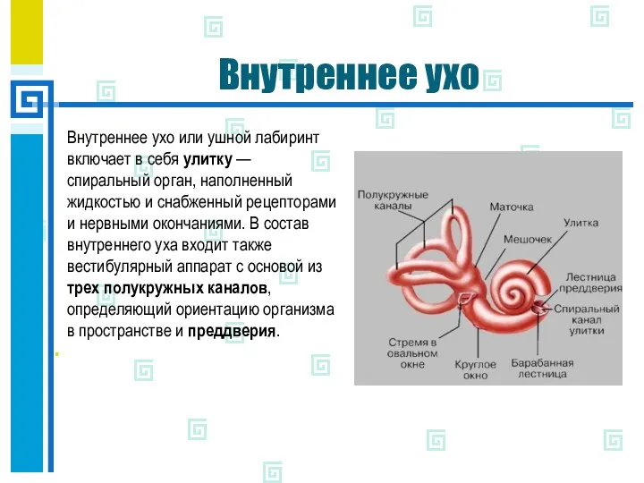 Внутреннее ухо Внутреннее ухо или ушной лабиринт включает в себя улитку