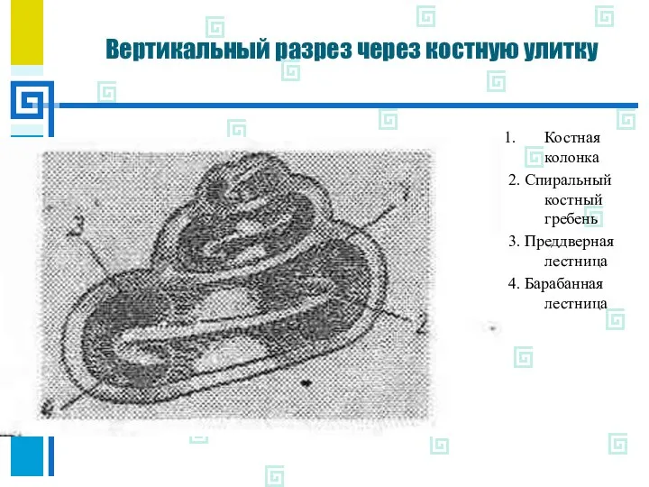 Вертикальный разрез через костную улитку Костная колонка 2. Спиральный костный гребень