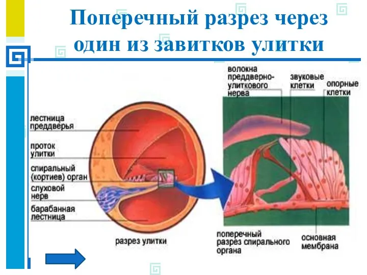 Поперечный разрез через один из завитков улитки