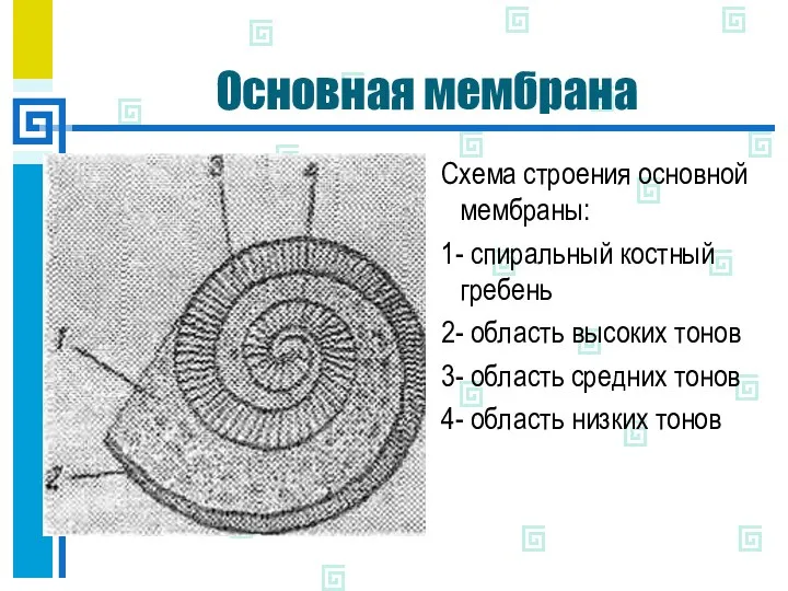 Основная мембрана Схема строения основной мембраны: 1- спиральный костный гребень 2-