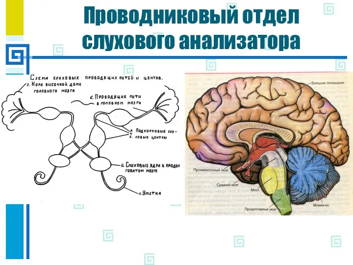 Проводниковый отдел слухового анализатора