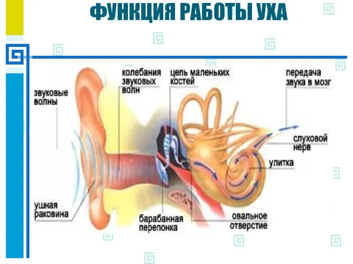 ФУНКЦИЯ РАБОТЫ УХА