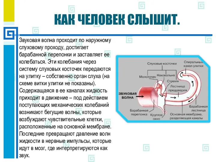 КАК ЧЕЛОВЕК СЛЫШИТ. Звуковая волна проходит по наружному слуховому проходу, достигает