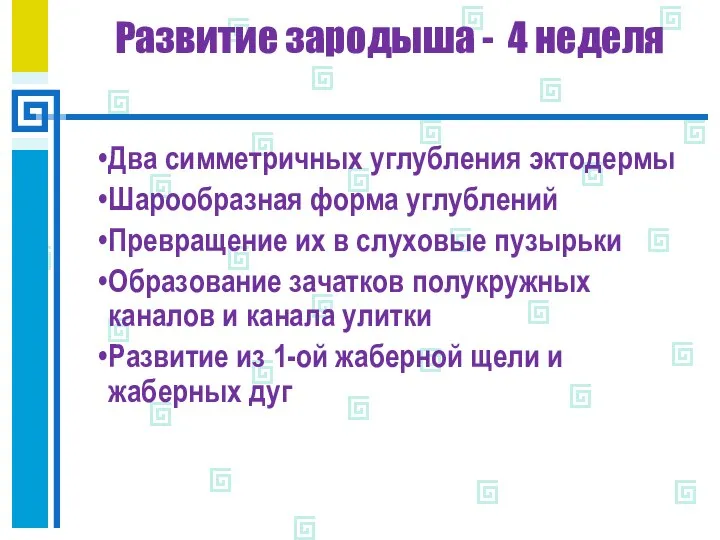 Развитие зародыша - 4 неделя Два симметричных углубления эктодермы Шарообразная форма