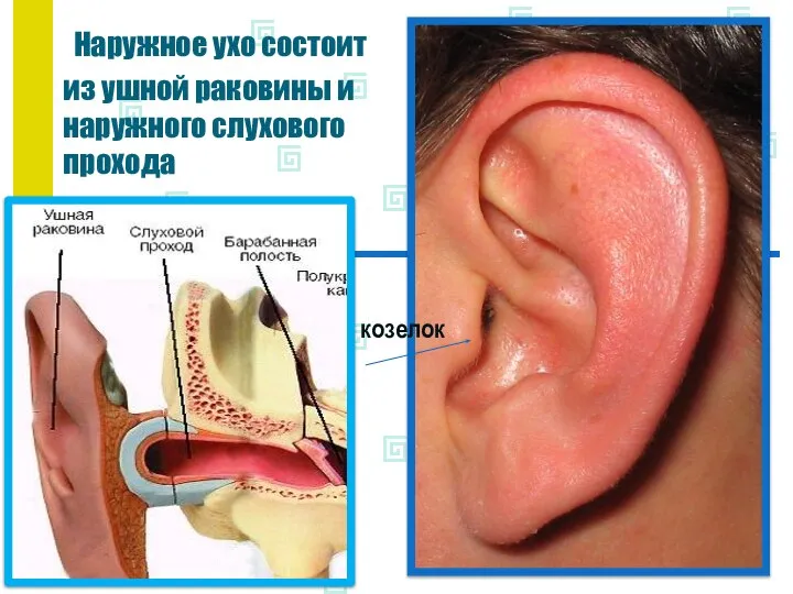 Наружное ухо состоит из ушной раковины и наружного слухового прохода козелок