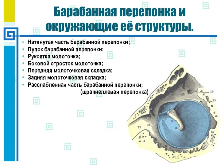 Барабанная перепонка и окружающие её структуры. Натянутая часть барабанной перепонки; Пупок