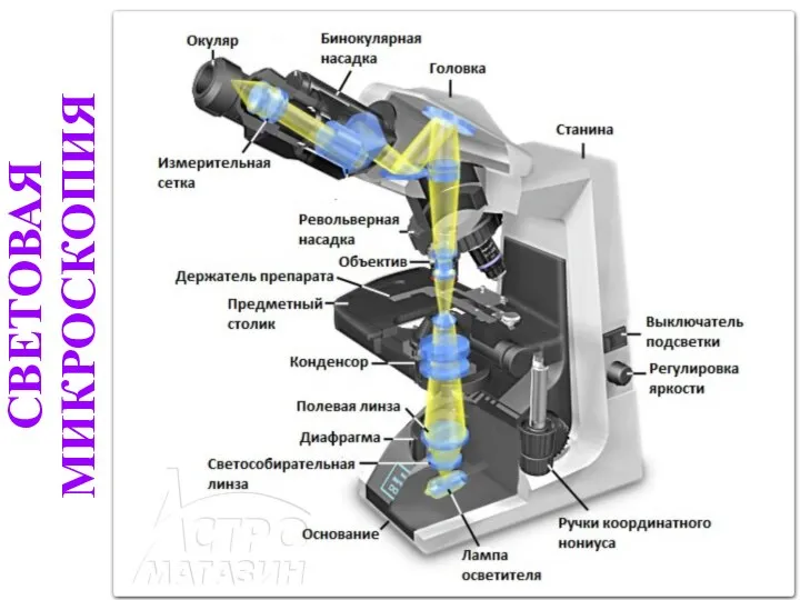 СВЕТОВАЯ МИКРОСКОПИЯ