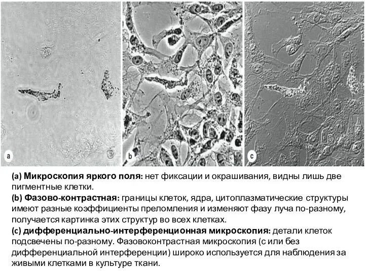 (a) Микроскопия яркого поля: нет фиксации и окрашивания, видны лишь две