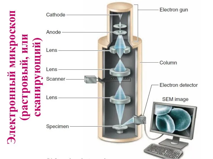 Электронный микроскоп (растровый, или сканирующий)
