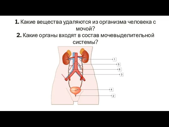 1. Какие вещества удаляются из организма человека с мочой? 2. Какие