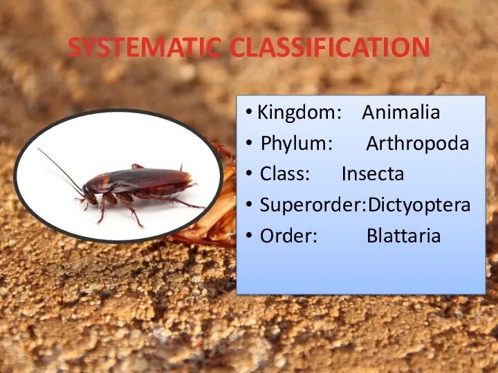 SYSTEMATIC CLASSIFICATION Kingdom: Animalia Phylum: Arthropoda Class: Insecta Superorder:Dictyoptera Order: Blattaria