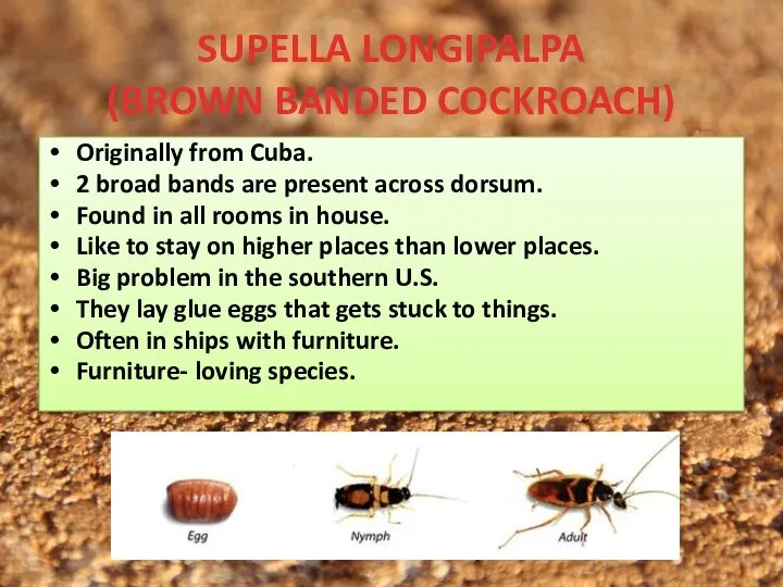 SUPELLA LONGIPALPA (BROWN BANDED COCKROACH) Originally from Cuba. 2 broad bands