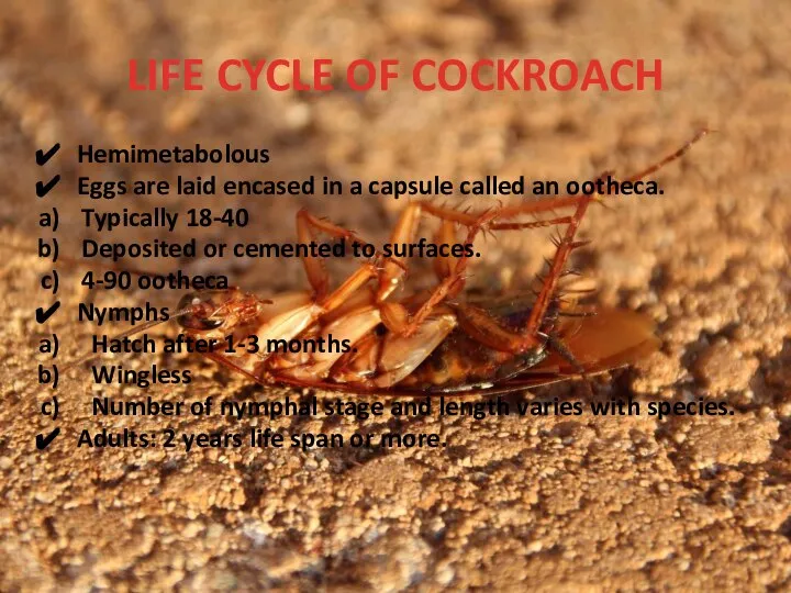 LIFE CYCLE OF COCKROACH Hemimetabolous Eggs are laid encased in a