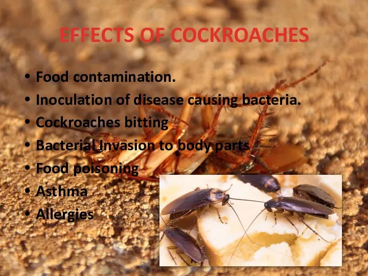 EFFECTS OF COCKROACHES Food contamination. Inoculation of disease causing bacteria. Cockroaches