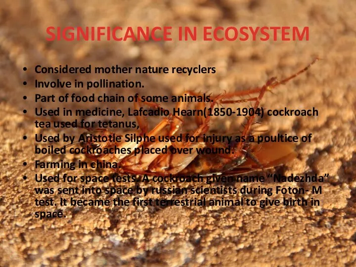 SIGNIFICANCE IN ECOSYSTEM Considered mother nature recyclers Involve in pollination. Part