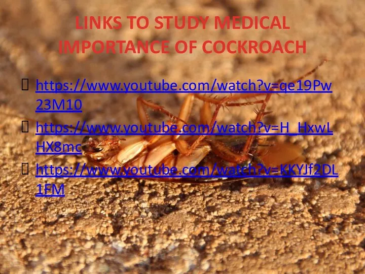 LINKS TO STUDY MEDICAL IMPORTANCE OF COCKROACH https://www.youtube.com/watch?v=qe19Pw23M10 https://www.youtube.com/watch?v=H_HxwLHX8mc https://www.youtube.com/watch?v=KKYJf2DL1FM