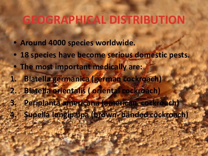 GEOGRAPHICAL DISTRIBUTION Around 4000 species worldwide. 18 species have become serious