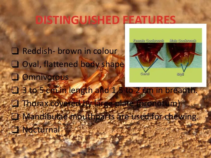 DISTINGUISHED FEATURES Reddish- brown in colour Oval, flattened body shape Omnivorous