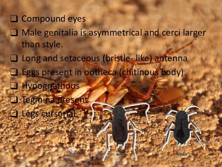 Compound eyes Male genitalia is asymmetrical and cerci larger than style.