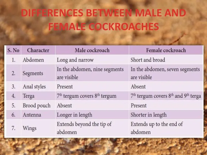 DIFFERENCES BETWEEN MALE AND FEMALE COCKROACHES