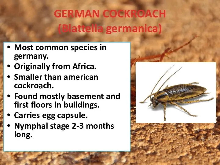 GERMAN COCKROACH (Blattella germanica) Most common species in germany. Originally from