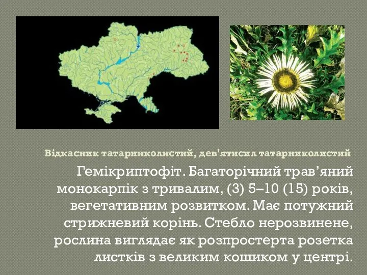 Відкасник татарниколистий, дев'ятисил татарниколистий Гемікриптофіт. Багаторічний трав’яний монокарпік з тривалим, (3)