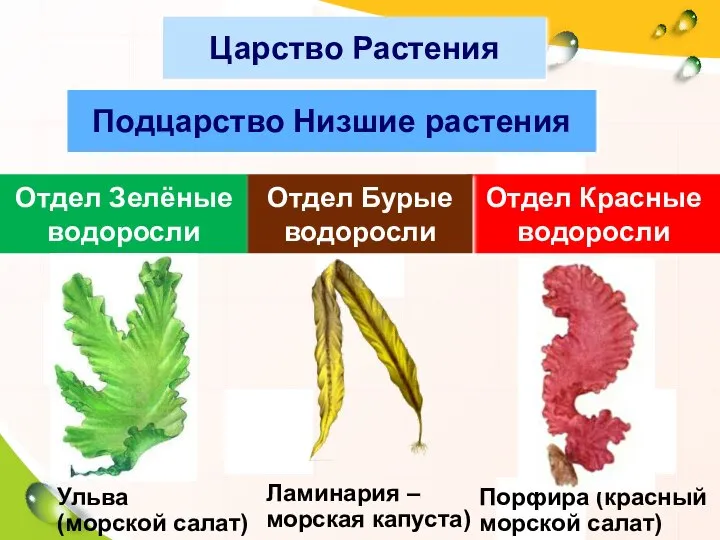 Царство Растения Подцарство Низшие растения Отдел Зелёные водоросли Отдел Красные водоросли